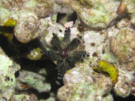 113 Banded Urchin IMG 2494